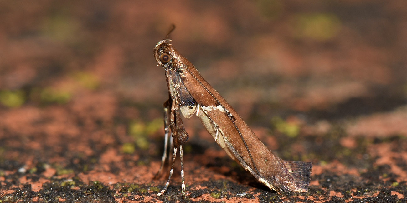 Gracillariidae: Caloptilia sp? (cfr) semifascia/jurateae